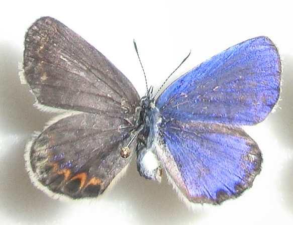 Lycaeides argyrognomom praeterinsularis (gynandromorph yamanashi-pre. japan) (Internet Image property of respective owner, non-commercial use only)